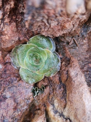 Crassula pseudohemisphaerica