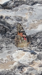 Vanessa cardui