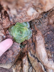 Crassula pseudohemisphaerica