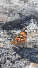 Vanessa cardui