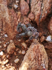 Pelargonium crassicaule