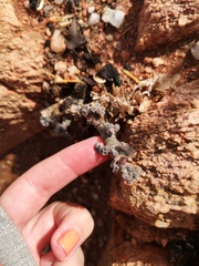 Pelargonium crassicaule