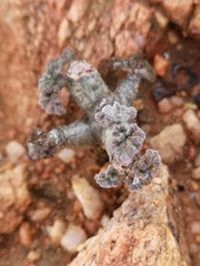 Pelargonium crassicaule