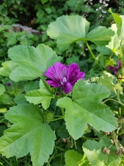 Malva sylvestris