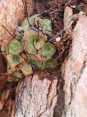 Crassula pseudohemisphaerica
