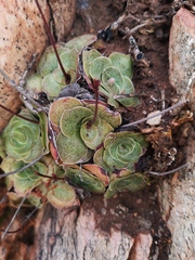 Crassula pseudohemisphaerica