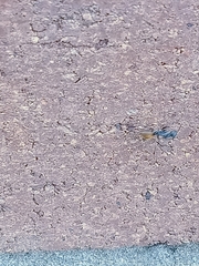 Camponotus aeneopilosus