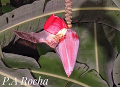 Phyllostomus discolor