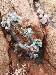 Pelargonium crassicaule