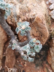 Pelargonium crassicaule