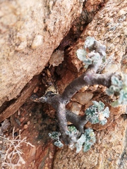 Pelargonium crassicaule