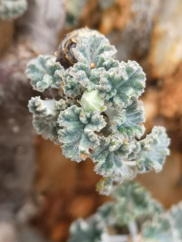 Pelargonium mirabile Dinter 2