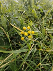 Tanacetum vulgare