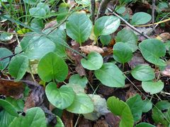 Pyrola rotundifolia