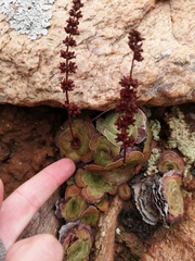 Crassula pseudohemisphaerica