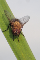 Pollenia rudis