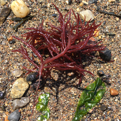Gracilariaceae