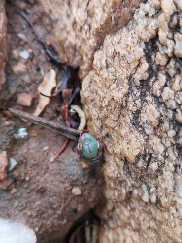 Conophytum bilobum