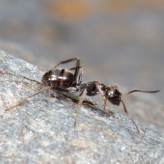 Formica glacialis
