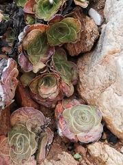Crassula pseudohemisphaerica