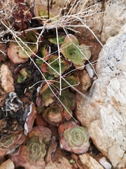 Crassula pseudohemisphaerica
