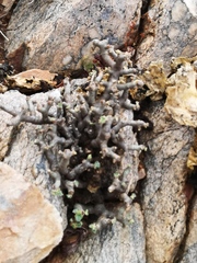 Pelargonium crassicaule