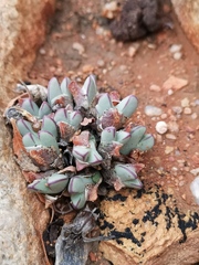 Conophytum bilobum