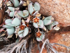 Conophytum bilobum