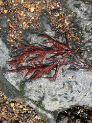 Gracilariaceae
