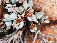 Conophytum bilobum