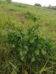 Trifolium pratense