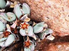 Conophytum bilobum
