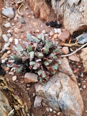 Conophytum bilobum