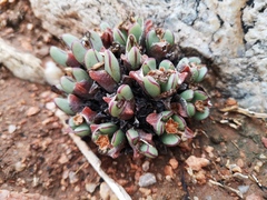 Conophytum bilobum