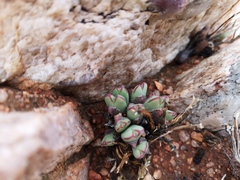 Conophytum bilobum
