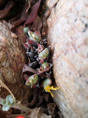 Conophytum bilobum
