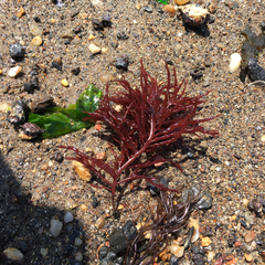 Gracilariaceae