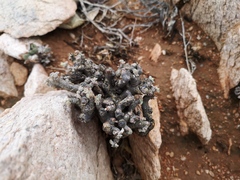 Pelargonium crassicaule