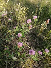 Trifolium pratense