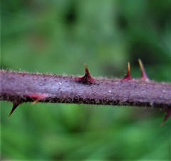 Rubus subtercanens