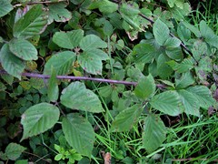 Rubus subtercanens