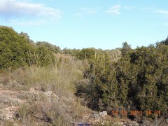 Macrochloa tenacissima