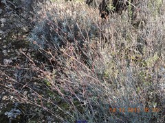 Bupleurum fruticescens