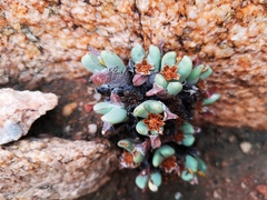 Conophytum bilobum