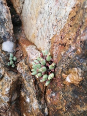 Conophytum bilobum