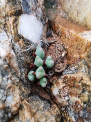 Conophytum bilobum