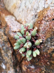 Conophytum bilobum