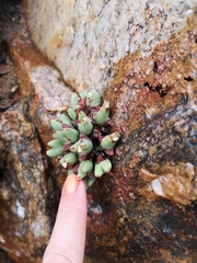 Conophytum bilobum