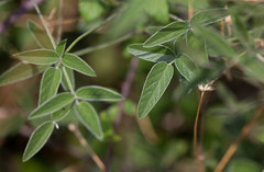 Bituminaria bituminosa