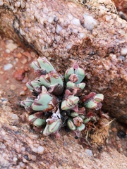 Conophytum bilobum